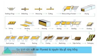 Quy trình các công đoạn sản xuất ra ván plywood