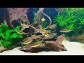 Apakah Biasa Pemberian Ovaprim Pada Ikan Hias Rainbow
