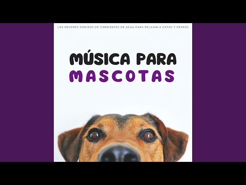 Buen Chico - Musica para Mascotas