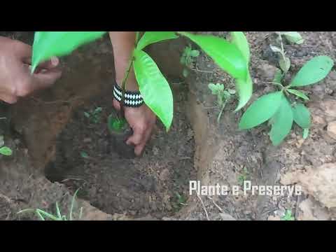 Plantio 02 da TV Plantando