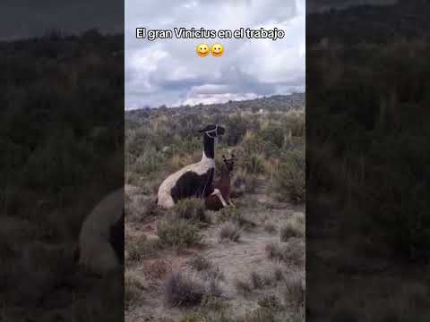 El gran Vinicius en una jornada de trabajo #curahuara_de_carangas #oruro #bolivia