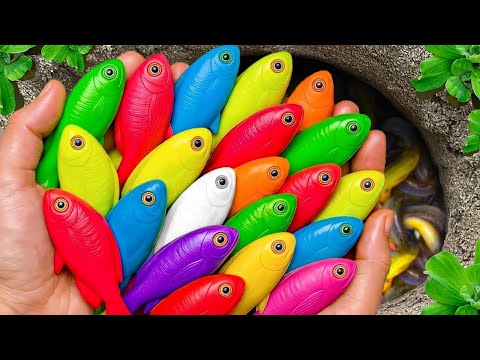 Catch beautiful aquarium fish in small pond baby turtles, pencil fish, guppies, koi, eel, molly fish