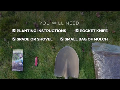 Live Oak Trees for Sale at Arbor Day's Online Tree Nursery - Arbor Day Foundation