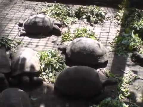 MWENZENU NISHA DHURIKA