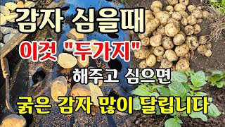 감자 심을때 이것 두가지 꼭 하고 심어야 굵은 감자 많이 수확합니다 #감자농사 #감자심는시기