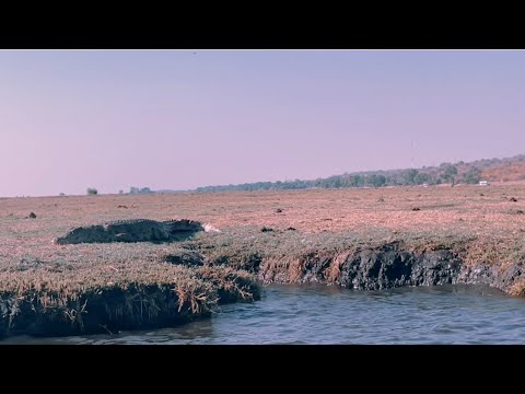 Crocodile and African Buffaloes | Wildlife around the Chobe River | 4K resolution