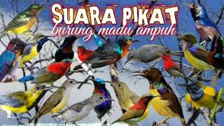 Download lagu suara Kolibri ribut pikat burung madu ampuh terbukti | suara pikat semua jenis burung kecil || pikat mp3