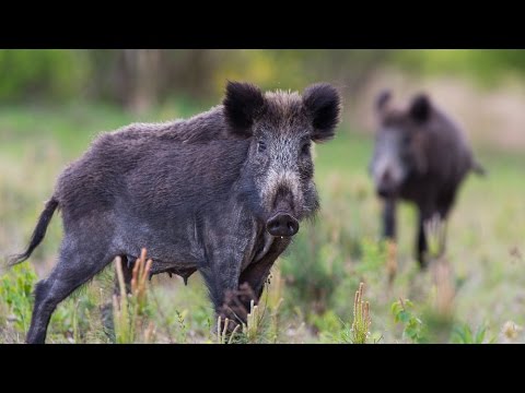 Wild boars (wilde zwijnen) [Full HD]