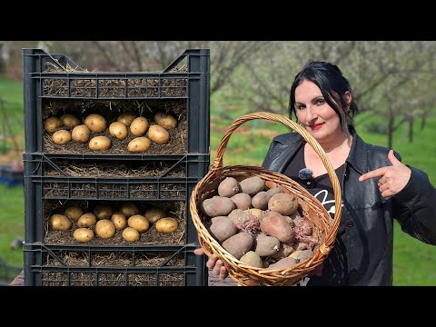 Grow Potatoes ANYWHERE - Practical Growing Method