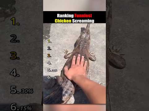 ranking funniest chicken screams #usa