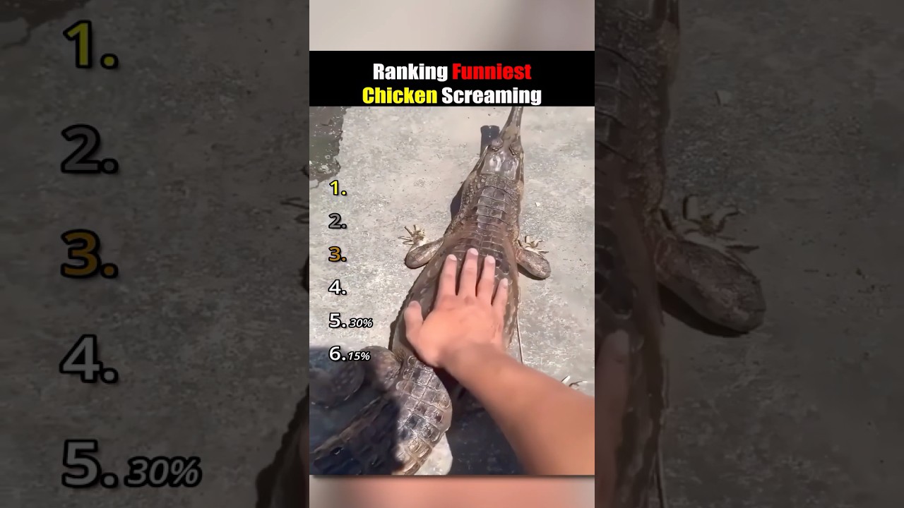 ranking funniest chicken screams #usa