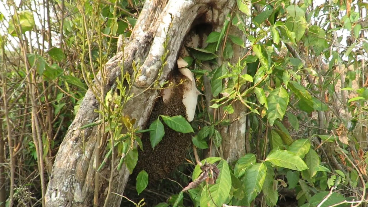 Colmeia Gigante, Resgate