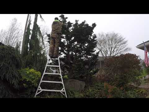 Nathan Prunes a Hinoki Cypress—Japanese Niwaki Style