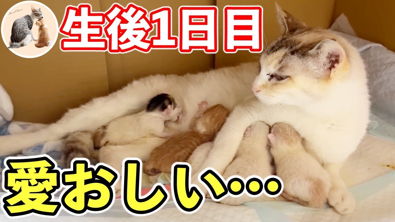 生後1日目の赤ちゃん猫と産後ママ猫の深夜授乳【ねこ親子】