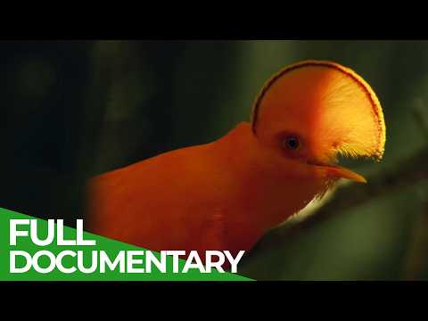 Wild Brazil The Heart of the Amazon Rainforest