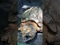 Where The Thx Sound Effect Came From Turtletuesday Turtle Alligatorsnappingturtle
