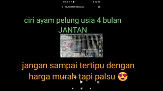Download lagu ciri asli AYAM PELUNG JANTAN usia 4 bulan mp3