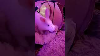 Dwarf Rabbit Rabbits Videos