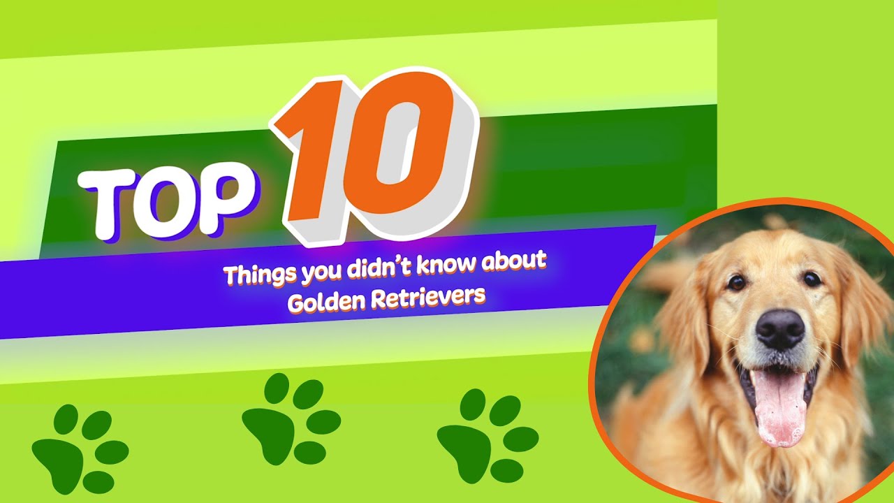 10 Things You Didn't Know About: Golden Retrievers