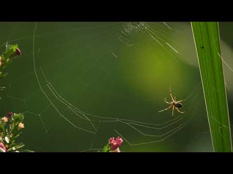 Copyright Free - Spider Spinning Its Web | Stock Video 4K UHD