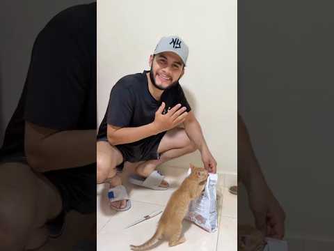 Artemisa ya no quiere comer su purina y tuvimos que hacer esto😳🐱