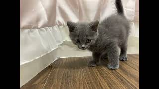 ブリティッシュショートヘアの動画01