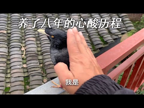 養鳥的人
