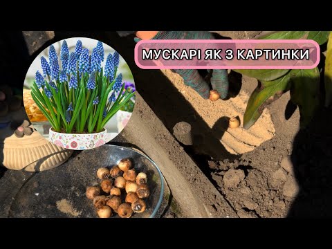 Посадка мускарі восени. Як і коли садити цибулини мускарі