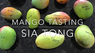 Tasting Florida Mangos - Sia Tong Mango