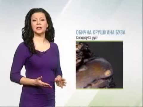 Zelena prognoza 11.3.2015. - Stanje u zasadima krušaka