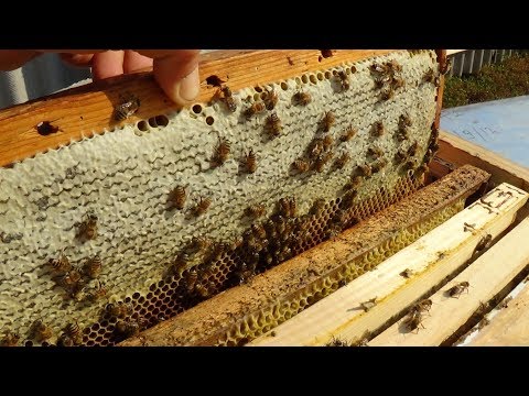 Обзор точка бакфаст, наличие мёда и расплода на пасике