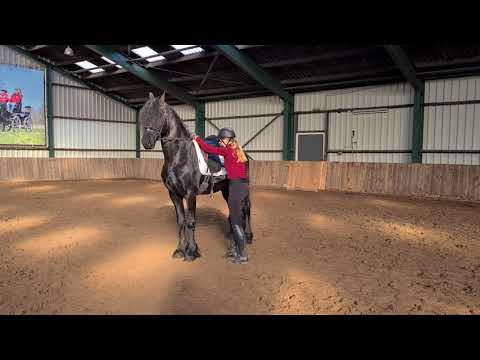 Stal Okkema's Djimmer - Eise x Dries - Stallion - 2017