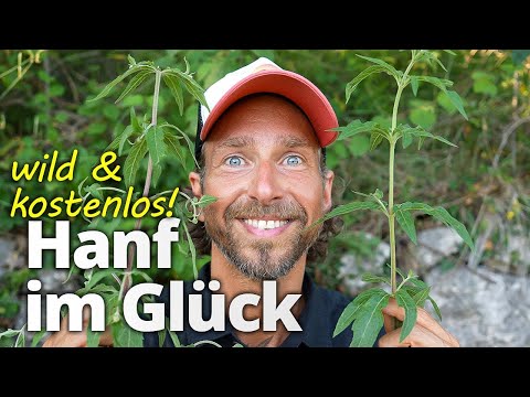 Dieser deutsche Hanf schützt dich effektiv vor Krankheiten | 2-Wochen-Kur!