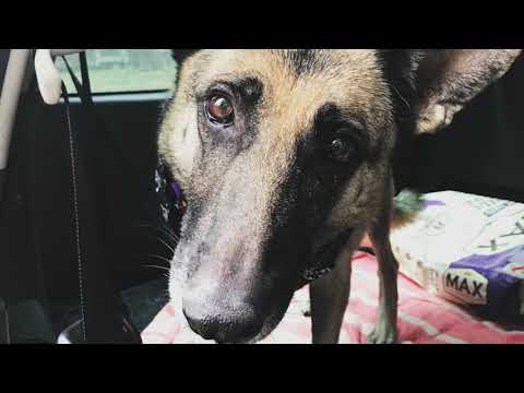 Liesel the Rescue Dog