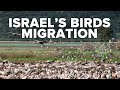 Your Virtual Israel Tour Day 33 Israel S Bird Migration