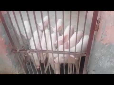 Livestock sale of pig animals