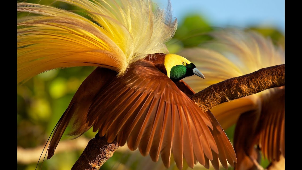Greater Bird-of-paradise (Paradisaea apoda) | Focusing on Wildlife