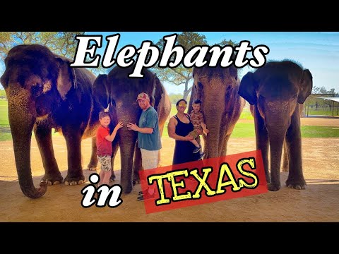 image-Has trunk travels moved to Texas?