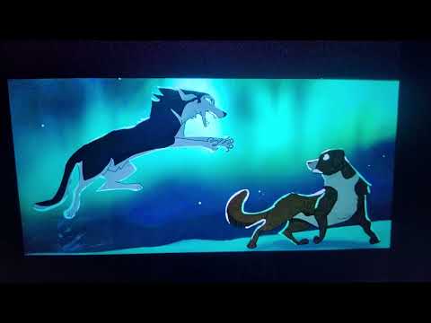 Buck vs Spitz - Animated Version.