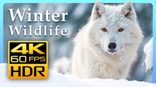 Incredible Winter Wildlife in 4K HDR 60 FPS 🐺❄️ Winter Wonderland - Relaxing Music 4K TV Screensaver