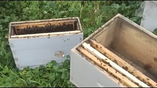 تقسيم خلية نحل الى  عشرة خلايا