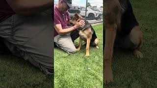 Video preview image #1 German Shepherd Dog Puppy For Sale in Pasadena, CA, USA