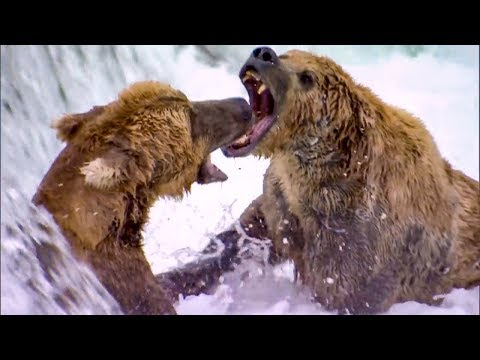 Top 5 Most Dangerous River Moments | BBC Earth