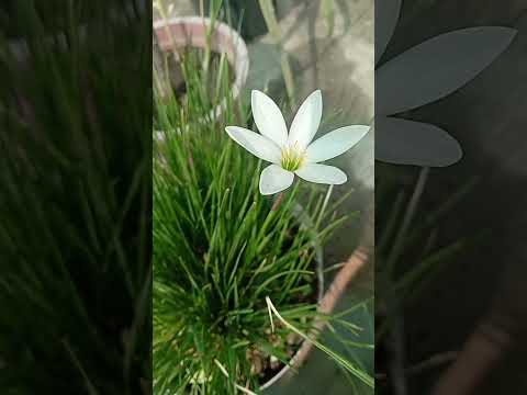 कोशिश करते रहो#shorts #ytshorts #garden #nature #plants #manjari