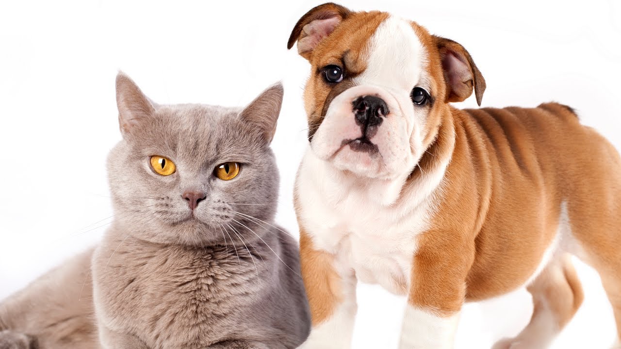 Program for veterinary