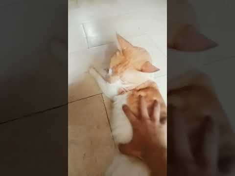 oh no she didn't #cats