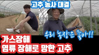 계분 1.5톤으로 망한 고추농가 염류장해 가스장해 아... 올 해 농사 어렵다 폐농이라니! 경찰이 도둑을 잡…