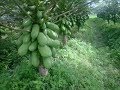 Inspiration Budidaya Tanaman Buah Pepaya Kesaksian Produk Organik NASA di Kediri, paling seru!