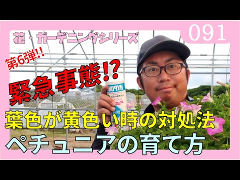 園芸 イエロービニョーネ