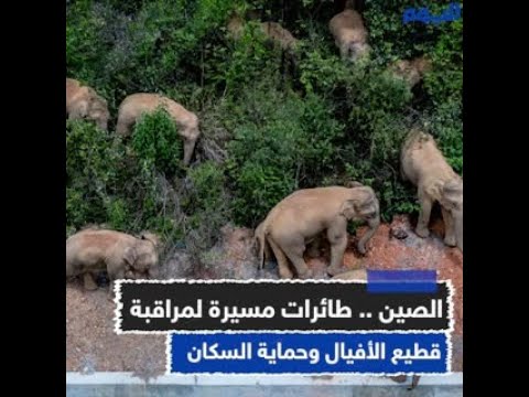 الصين .. طائرات مسيرة لمراقبة قطيع الأفيال وحماية السكان